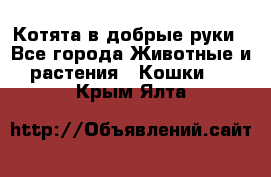 Котята в добрые руки - Все города Животные и растения » Кошки   . Крым,Ялта